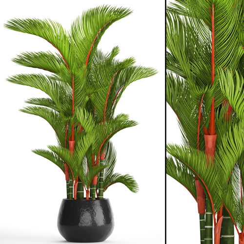 Cyrtostachys renda 3D model
