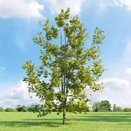 Quercus robur Concordia 033 v3 AM136 3D model