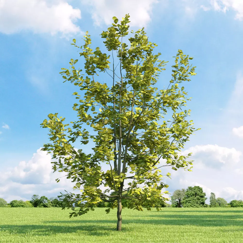 Quercus robur Concordia 033 v3 AM136 3D model_0