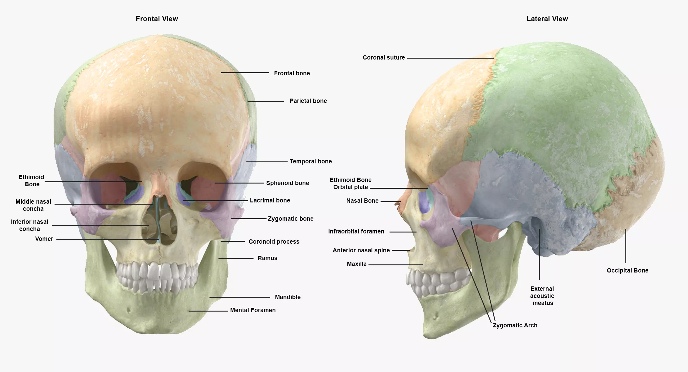 Real Human Female Skeleton Pose 60 3D model