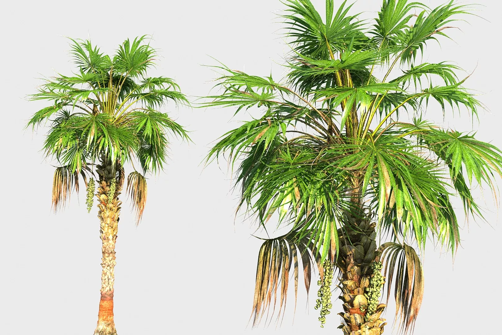 China Palm Animated HD 2 Low-poly 3D model
