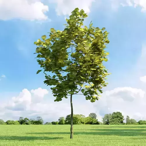 Quercus robur Concordia 033 v1 AM136