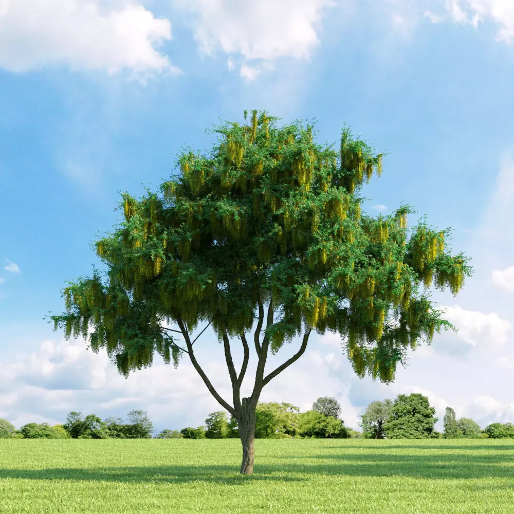 Laburnum anagyroides 031 v2 AM136 3D model_0