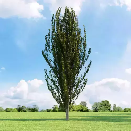 Fagus sylvatica dawyck 030 v3 AM136 3D model