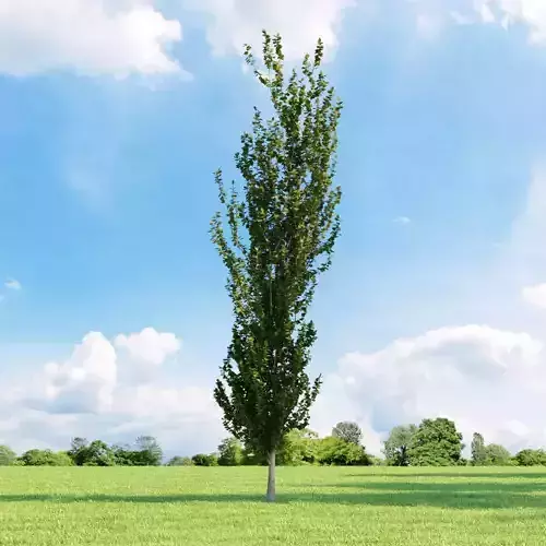 Fagus sylvatica dawyck 030 v2 AM136 3D model