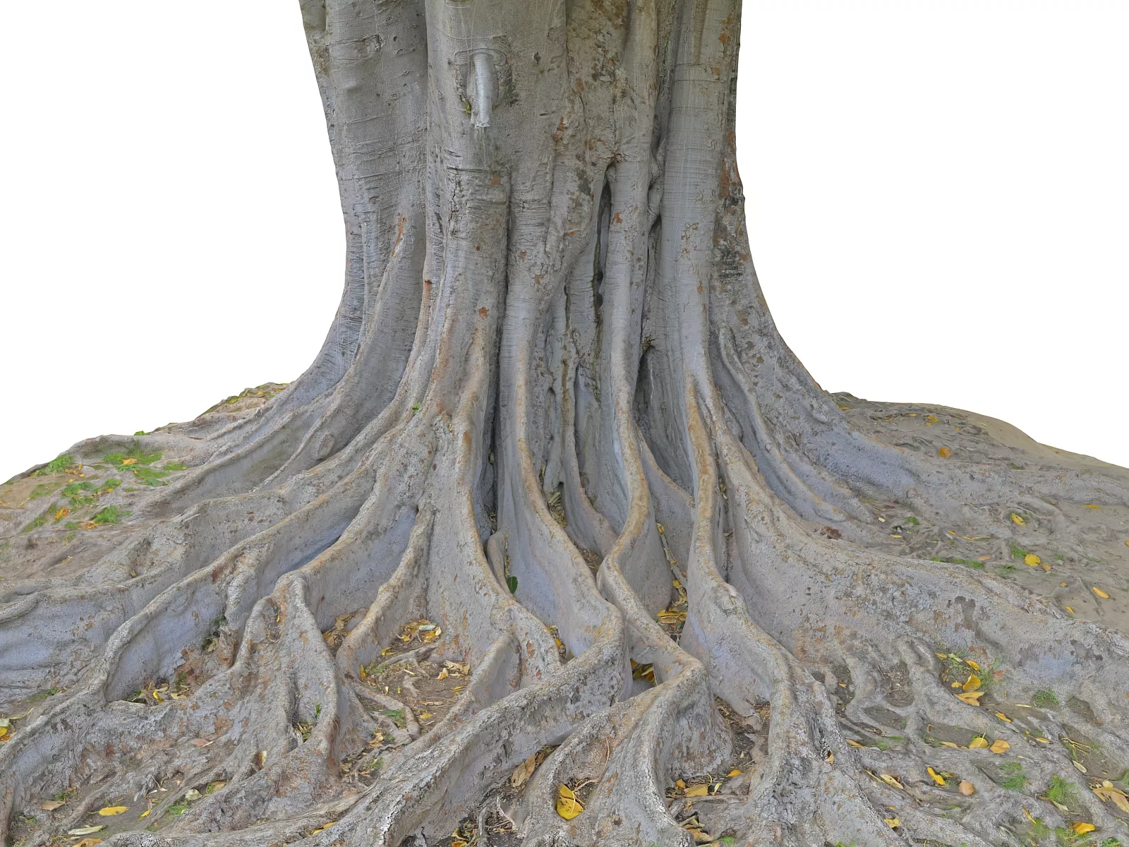 A Giant Tree In The Jungle Low-poly 3D model