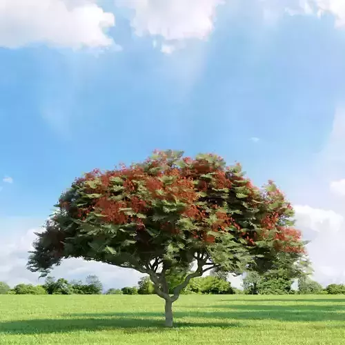 Delonix regia 029 v3 AM136 3D model