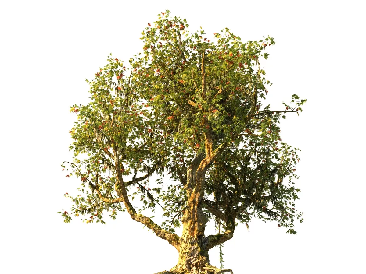 Old Tree Animated 1 Low-poly 3D model