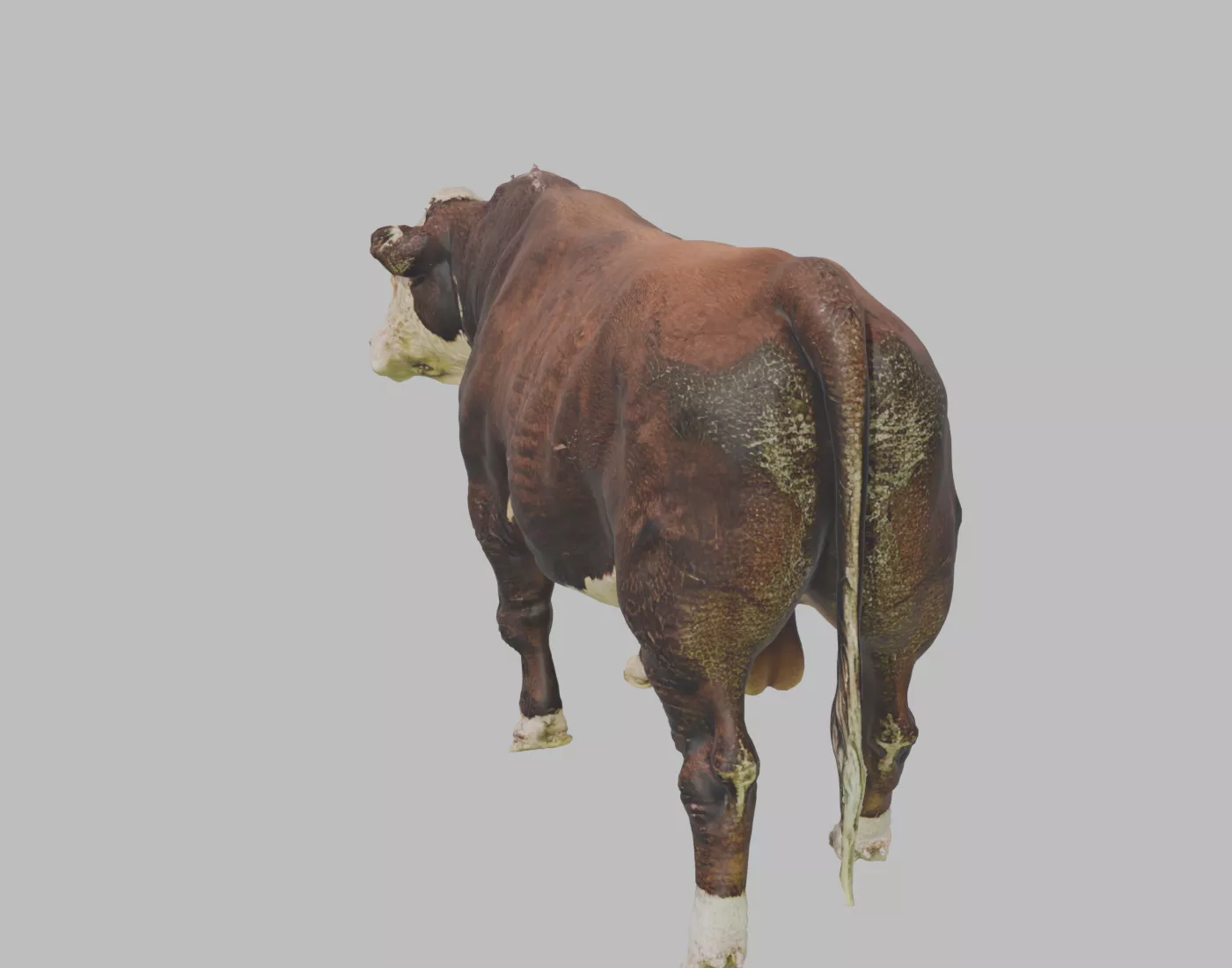Hereford Beef Bull - Rigged and Animated 3D model