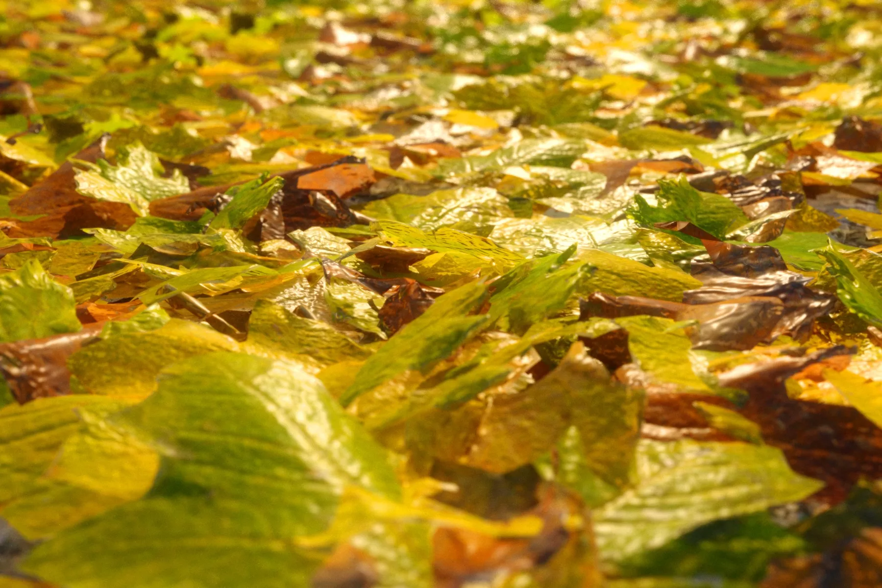 Autumnal soil HD Low-poly 3D model