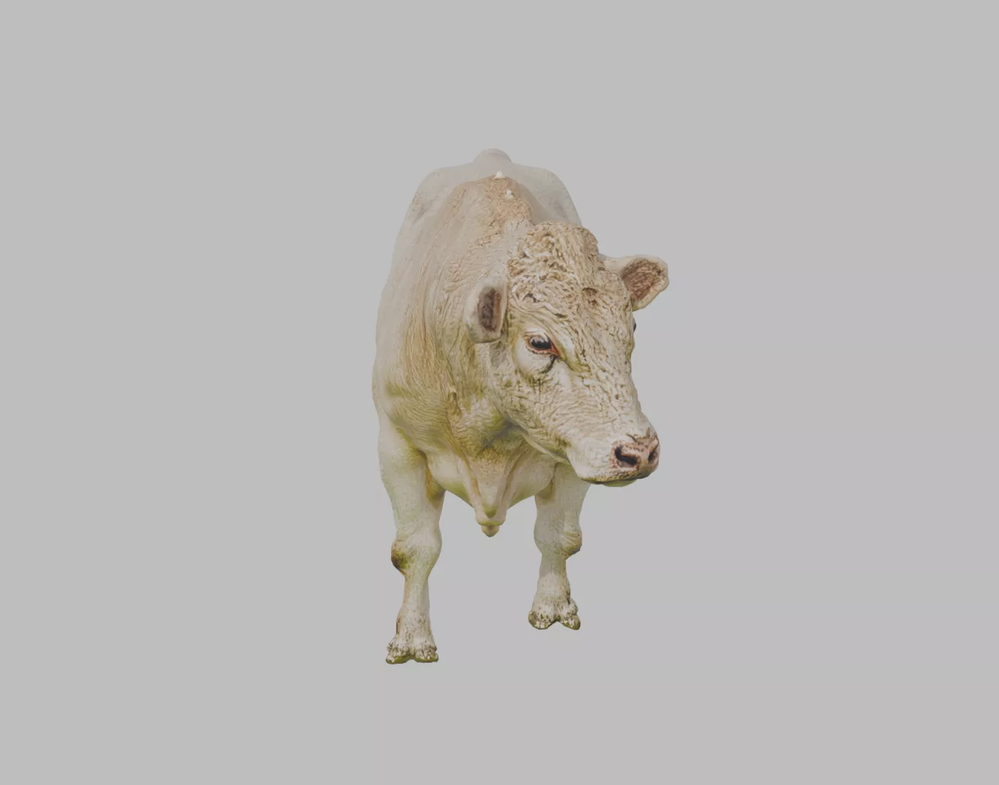 Charolais Beef Bull - Rigged and Animated 3D model