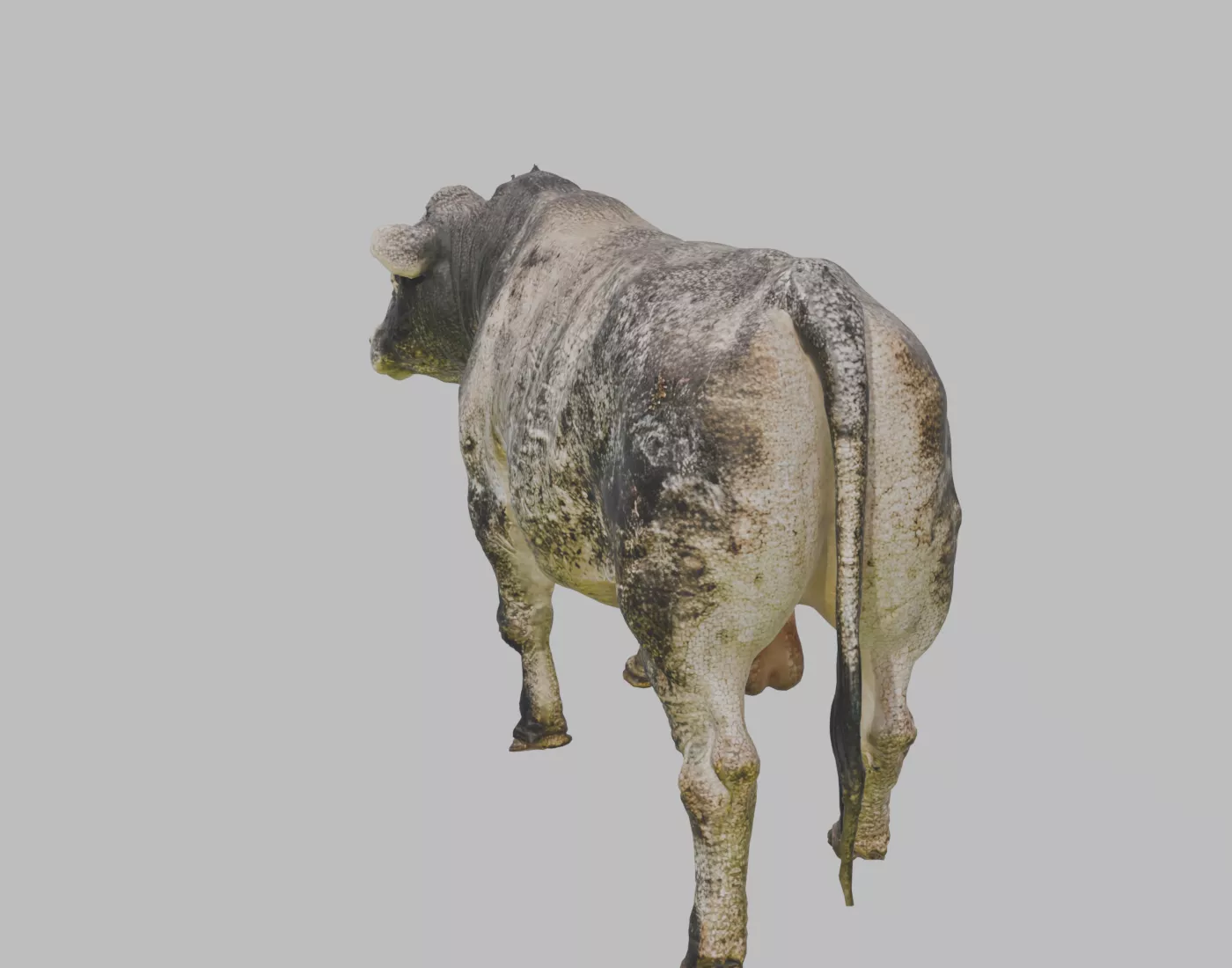 Nelore Beef Bull - Rigged and Animated 3D model