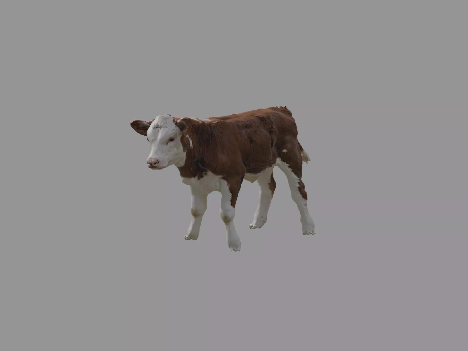 Hereford Pattern Beef Calf - Rigged and Animated 3D model