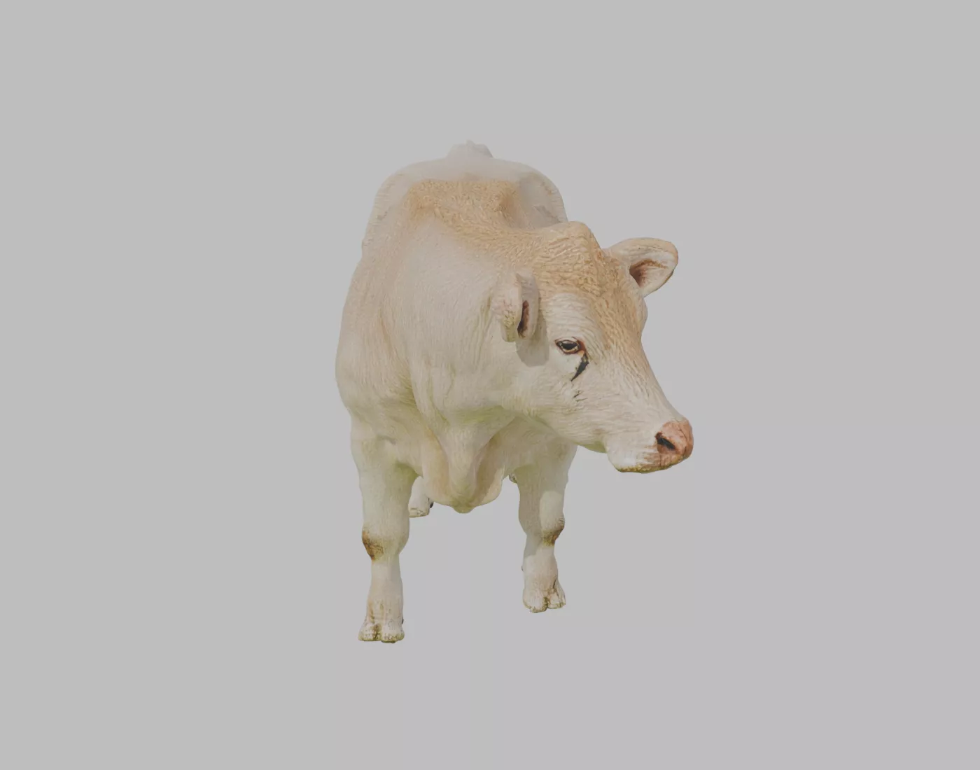 Charolais Beef Cow - Rigged and Animated 3D model