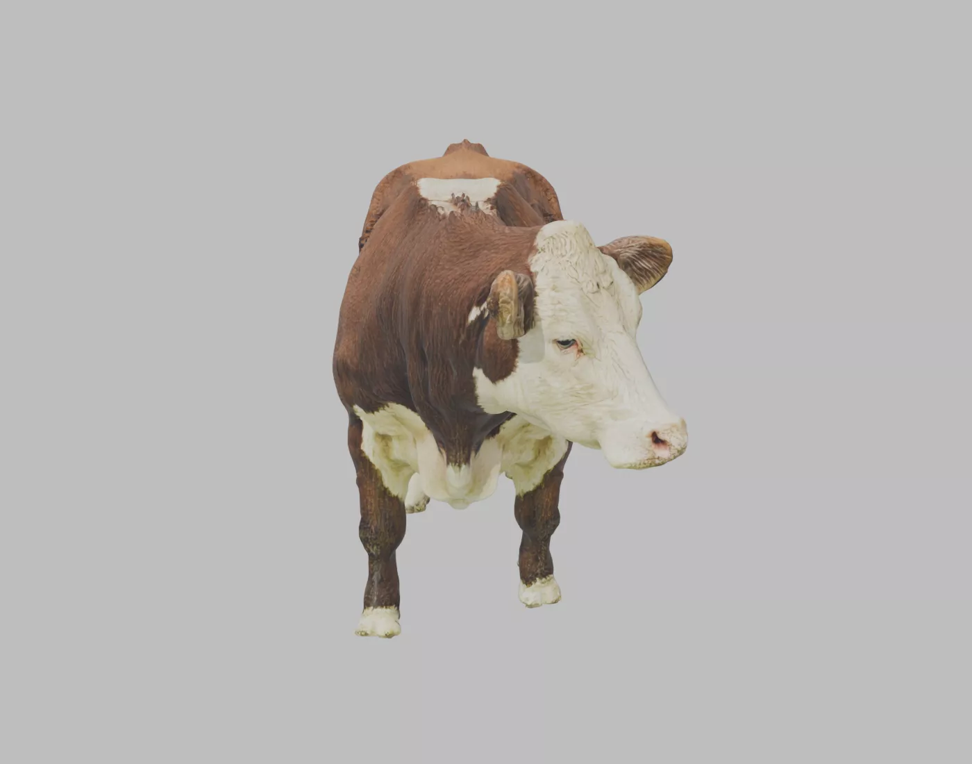 Hereford Beef Cow - Rigged and Animated 3D model