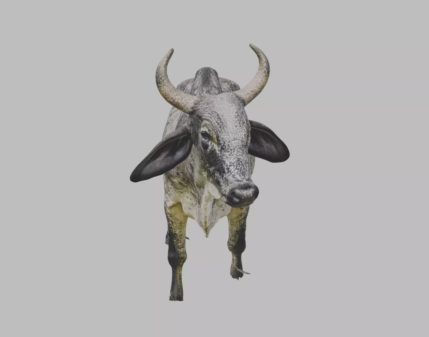 Nelore Beef Cow - Rigged and Animated 3D model