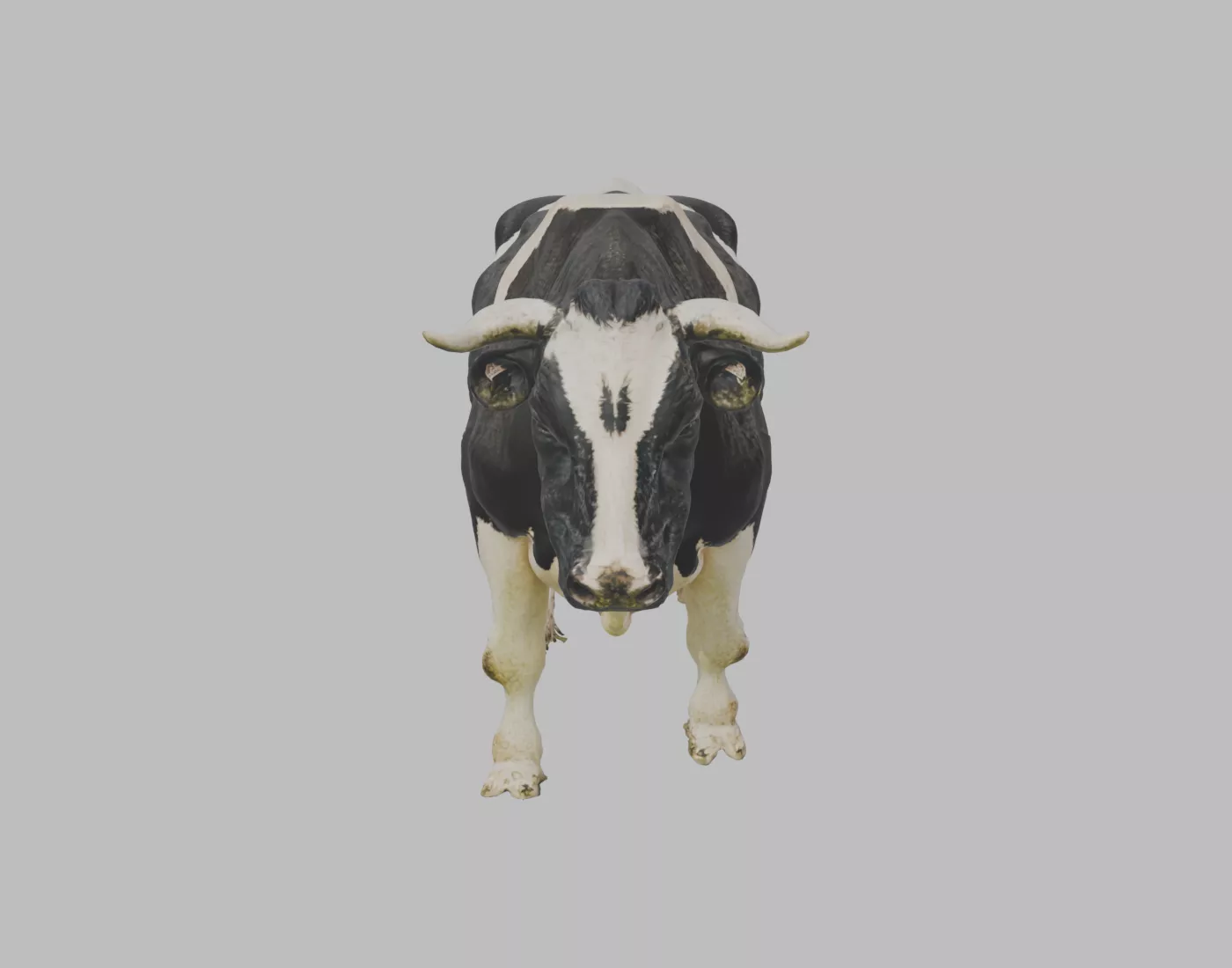 Holstein Dairy Bull - Rigged and Animated 3D model