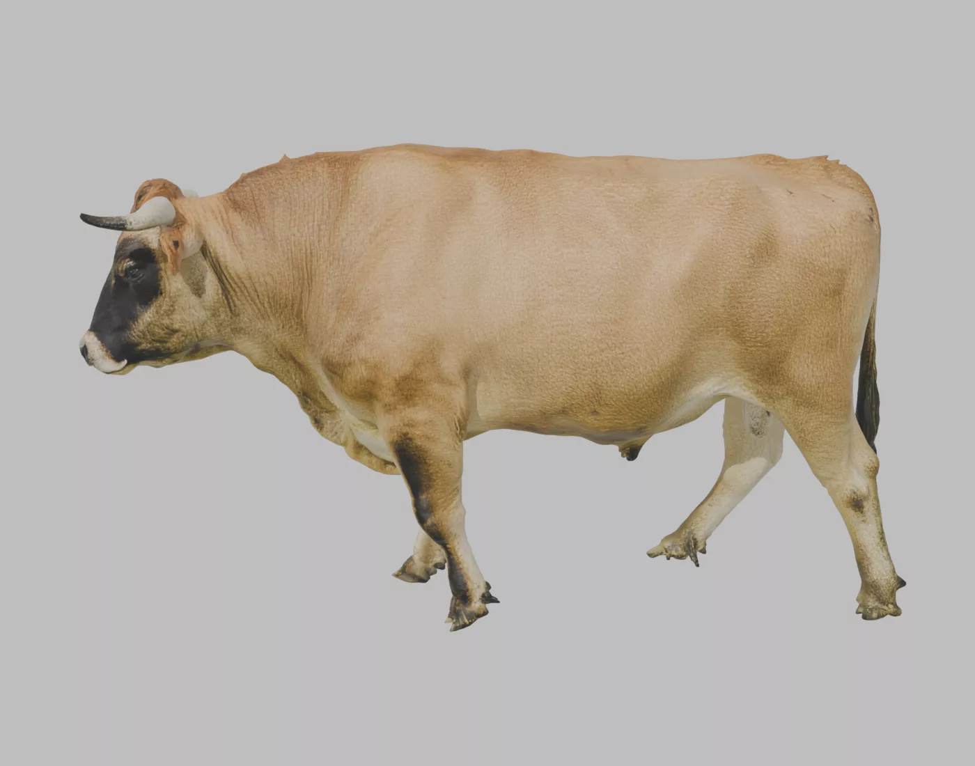 Jersey Dairy Bull - Rigged and Animated 3D model