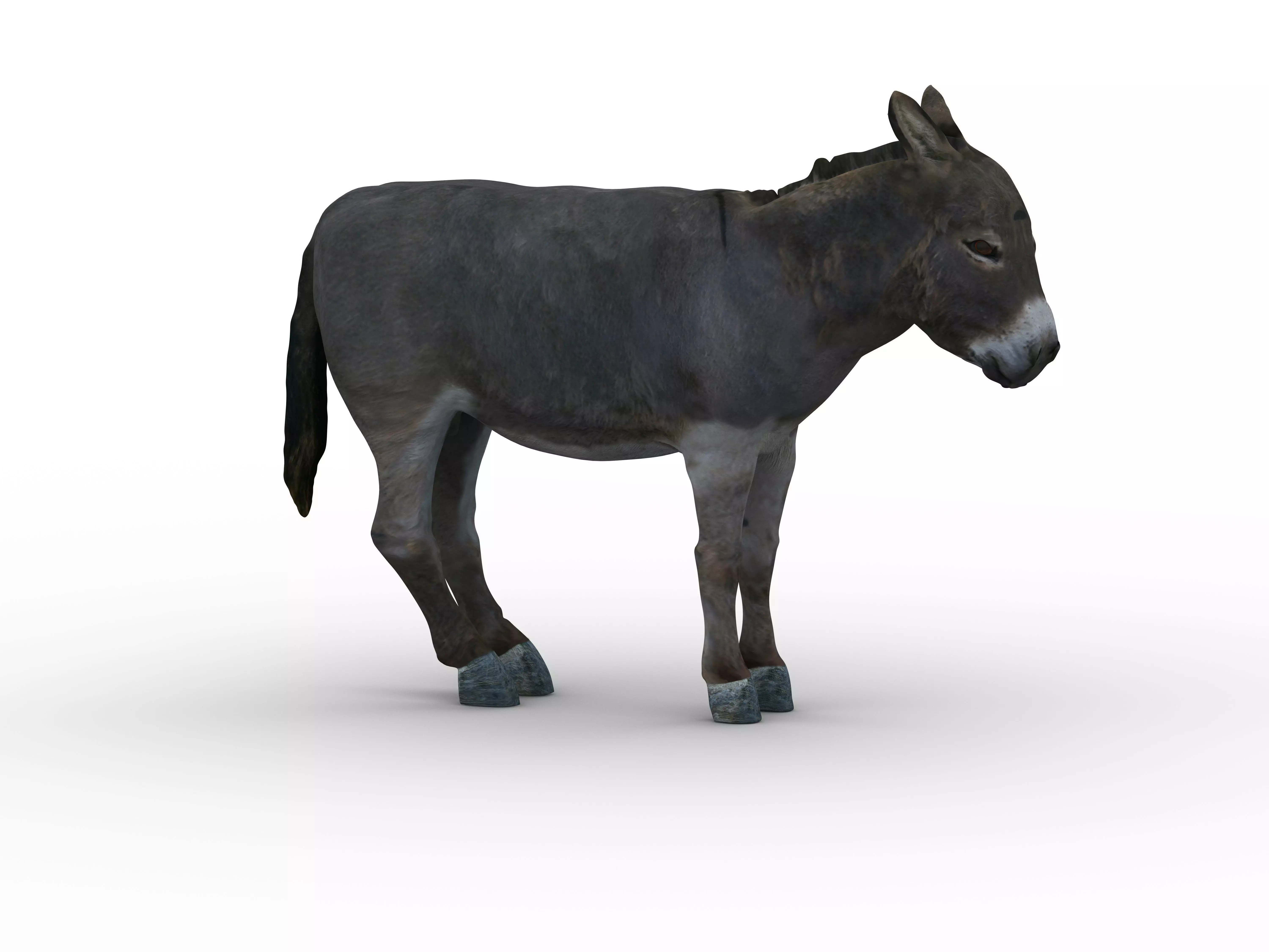 Donkey 3D model_0