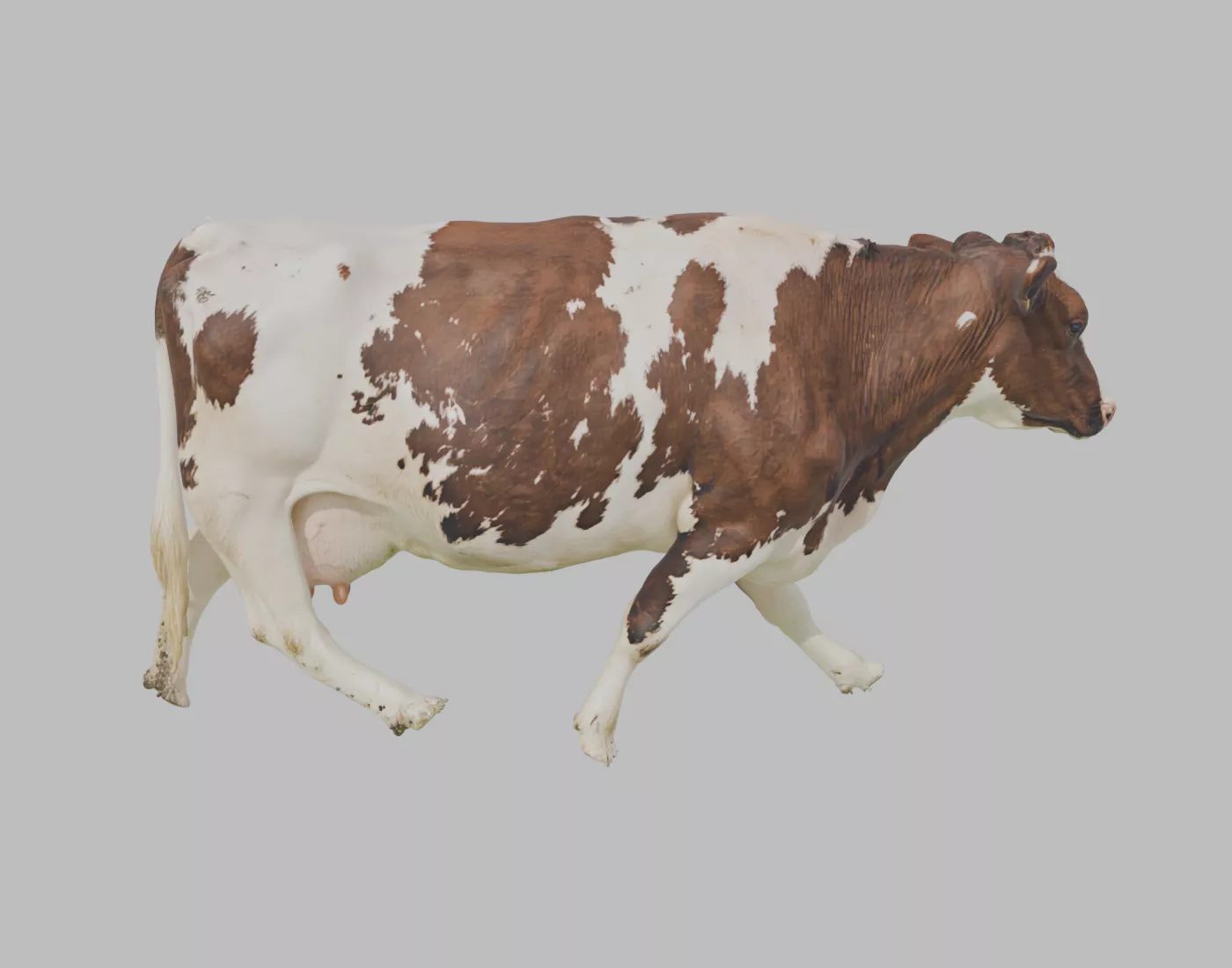 Holstein Dairy Cow - Rigged and Animated 3D model