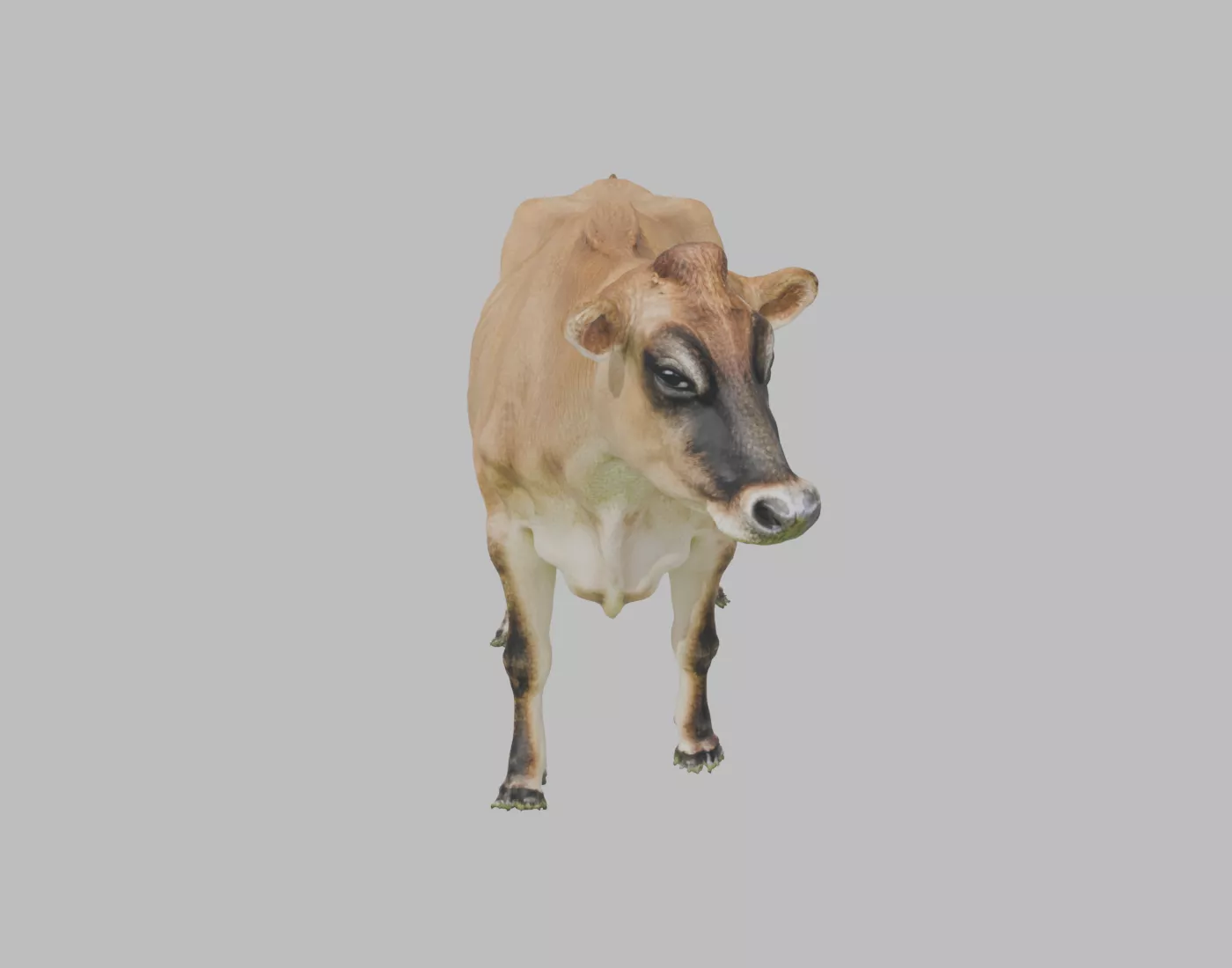 Jersey Dairy Cow - Rigged and Animated 3D model
