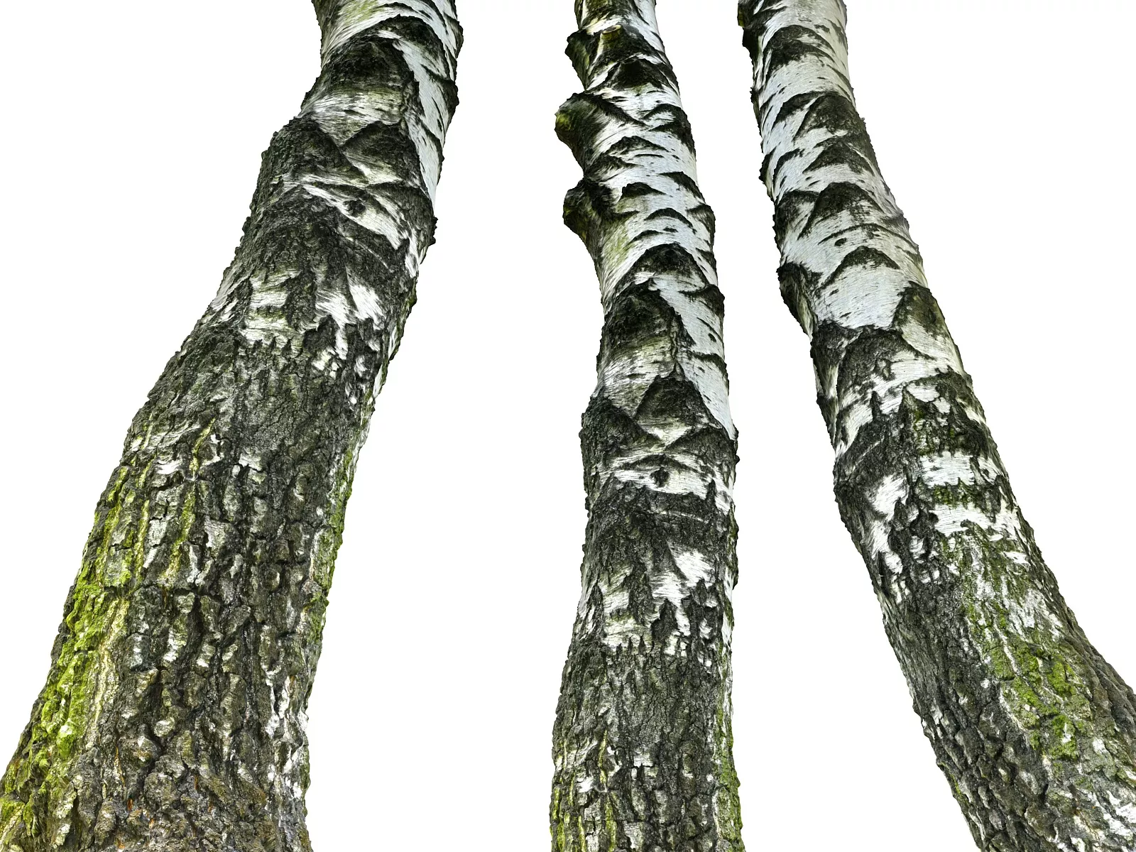 Birch Tree Bark 16K Ultra HD Low-poly 3D model