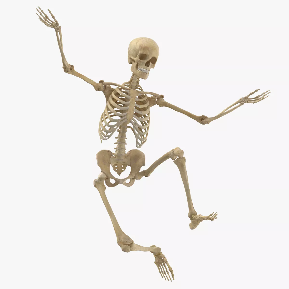 Real Human Female Skeleton Pose 70 3D model