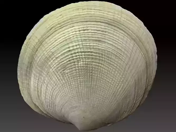Big Sea Shell Scan 3D model