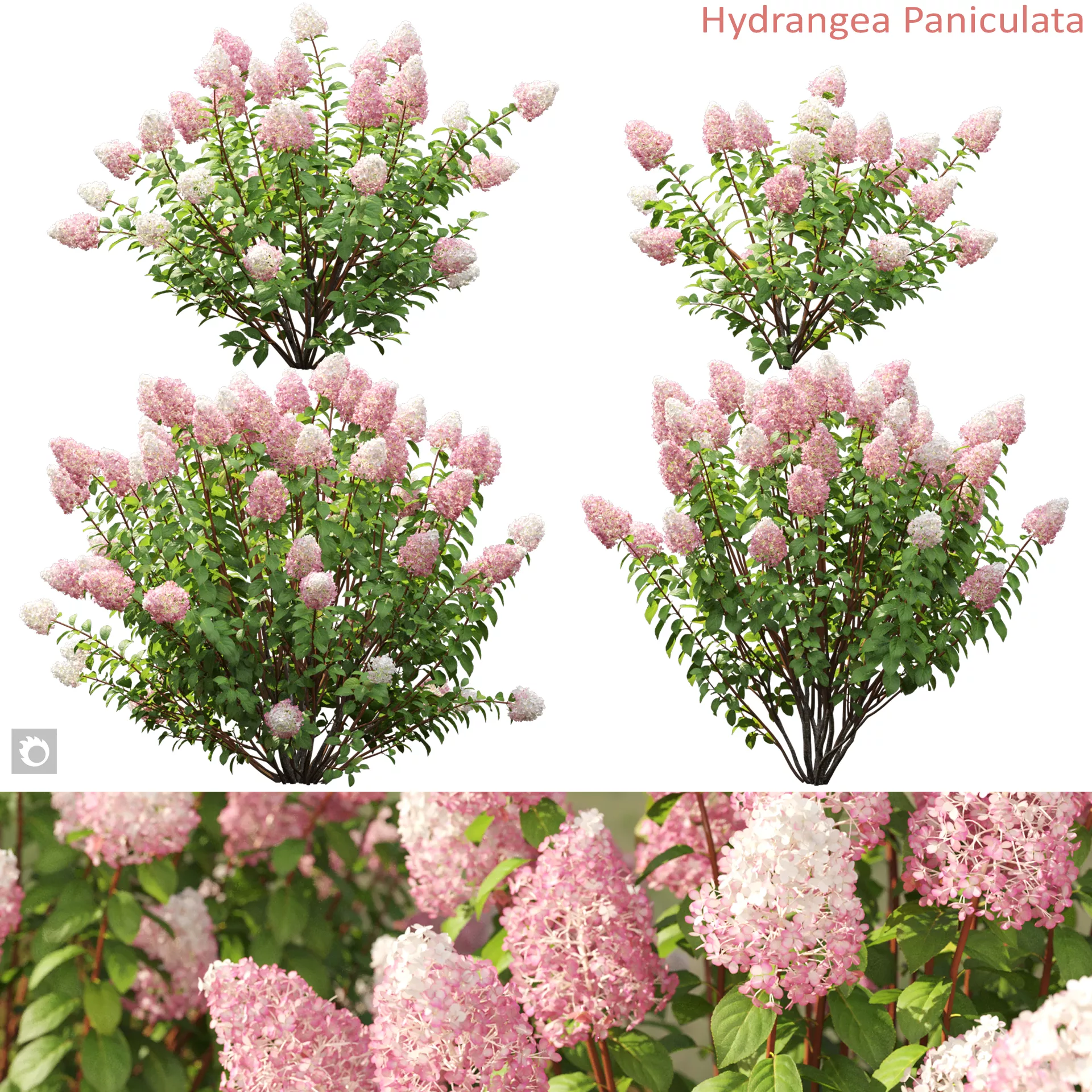 Hydrangea Paniculata 03 3D model
