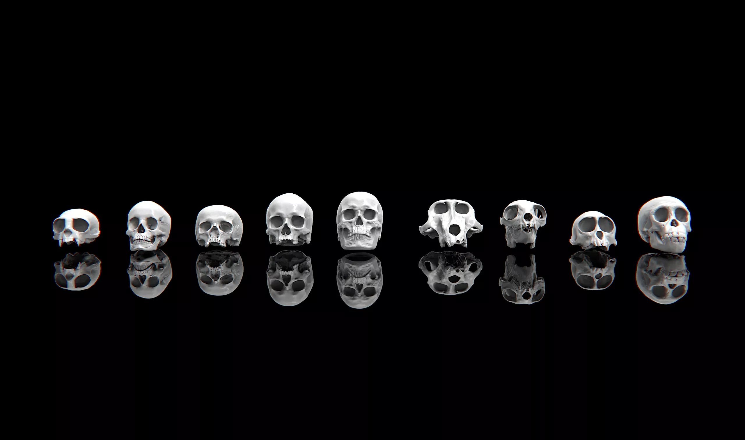 Human Skulls Pack 9 Solid Realistic Skull Sculptures 3D print model