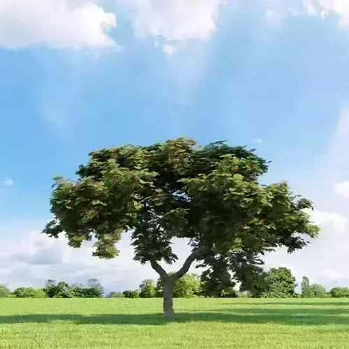 Delonix regia 029 v2 AM136 3D model