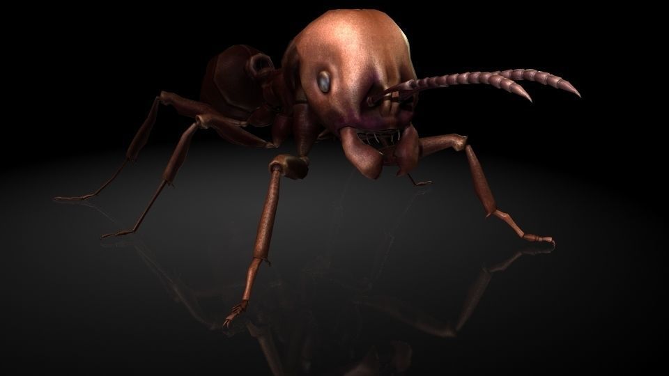 Insect Collection 1  ant Low-poly 3D model_1
