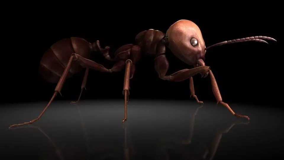 Insect Collection 1  ant Low-poly 3D model_0