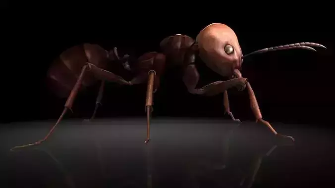 Insect Collection 1  ant Low-poly 3D model