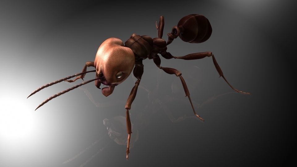 Insect Collection 1  ant Low-poly 3D model_3