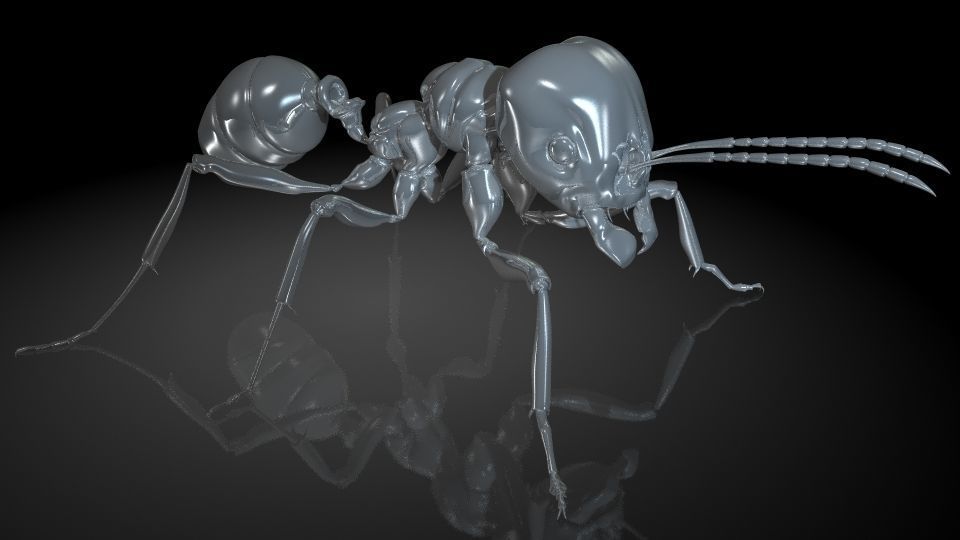 Insect Collection 1  ant Low-poly 3D model_5