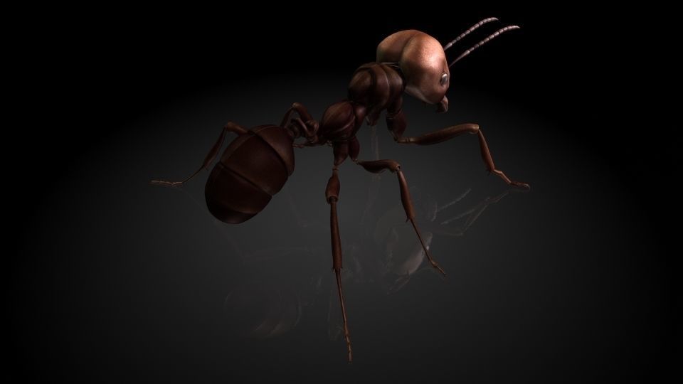 Insect Collection 1  ant Low-poly 3D model_2