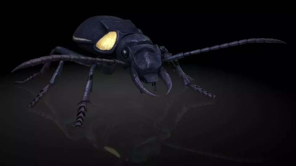 Insect Collection 2 Antlike flower beetle Low-poly 3D model_0