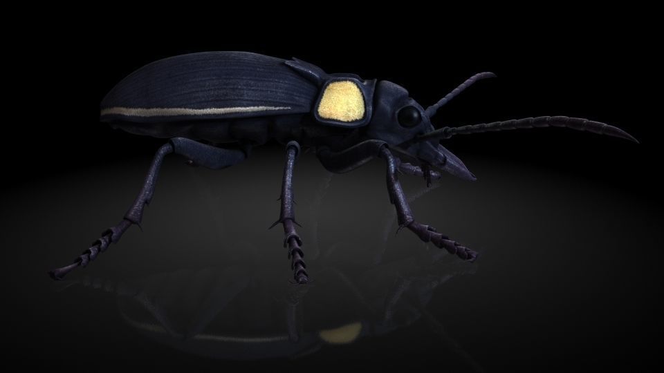Insect Collection 2 Antlike flower beetle Low-poly 3D model_1
