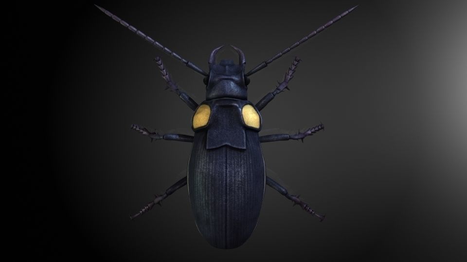 Insect Collection 2 Antlike flower beetle Low-poly 3D model_2