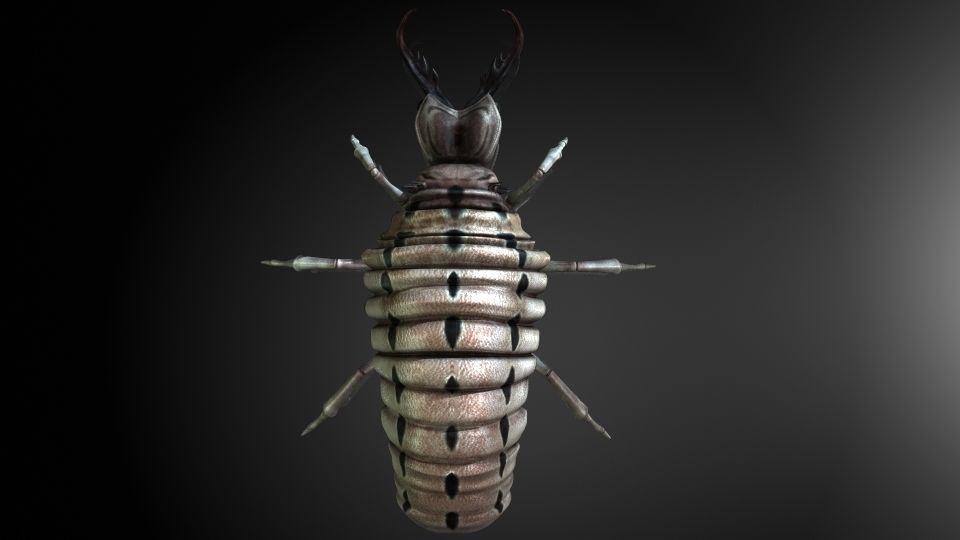 Insect Collection 3 Antlion Low-poly 3D model_3