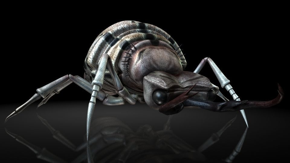 Insect Collection 3 Antlion Low-poly 3D model_4