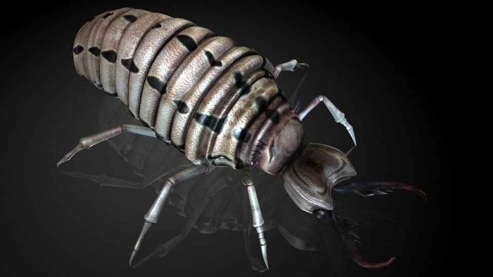 Insect Collection 3 Antlion Low-poly 3D model_1