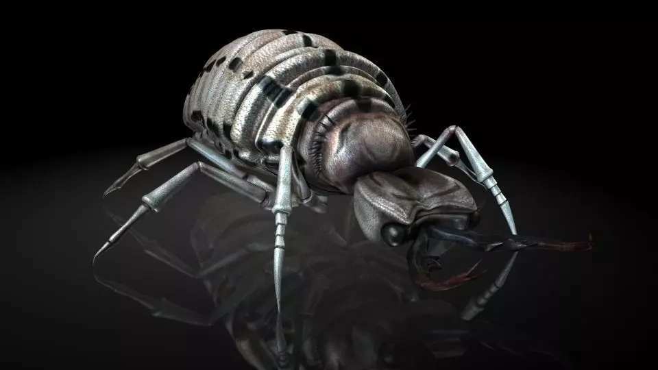 Insect Collection 3 Antlion Low-poly 3D model_0