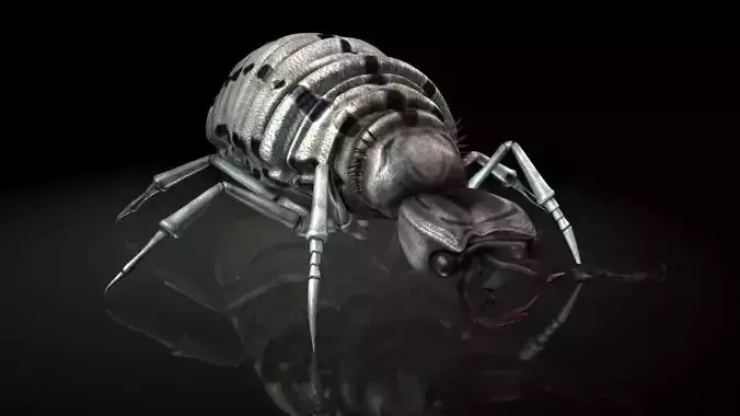 Insect Collection 3 Antlion