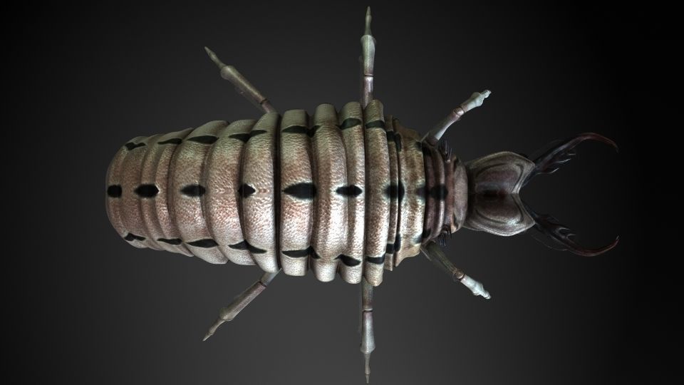 Insect Collection 3 Antlion Low-poly 3D model_2