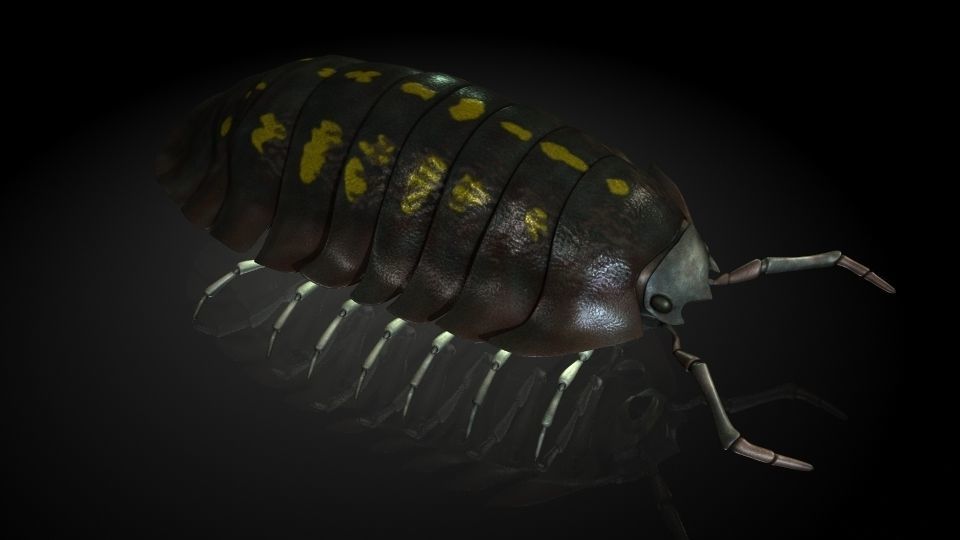 Insect Collection 5 Armadillidium vulgare Low-poly 3D model_1