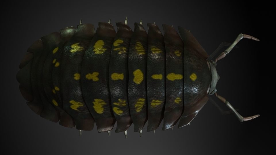 Insect Collection 5 Armadillidium vulgare Low-poly 3D model_4
