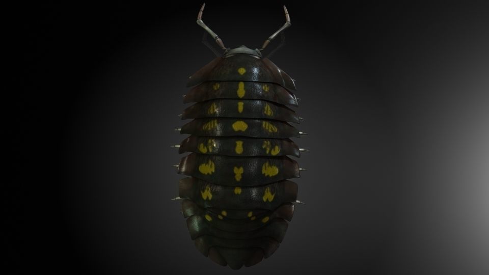 Insect Collection 5 Armadillidium vulgare Low-poly 3D model_3
