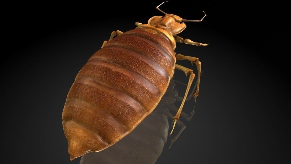  Insect Collection 6 bedbug Low-poly 3D model_3